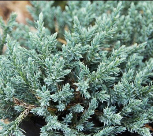 Juniperus squamata 'Tropical Blue' - Obrázek 1