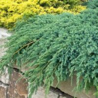 Juniperus squamata 'Blue Carpet'