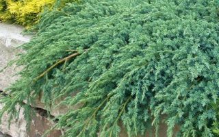 Juniperus squamata 'Blue Carpet'