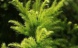 Cryptomeria jap. 'Barabits Gold'60–80 K