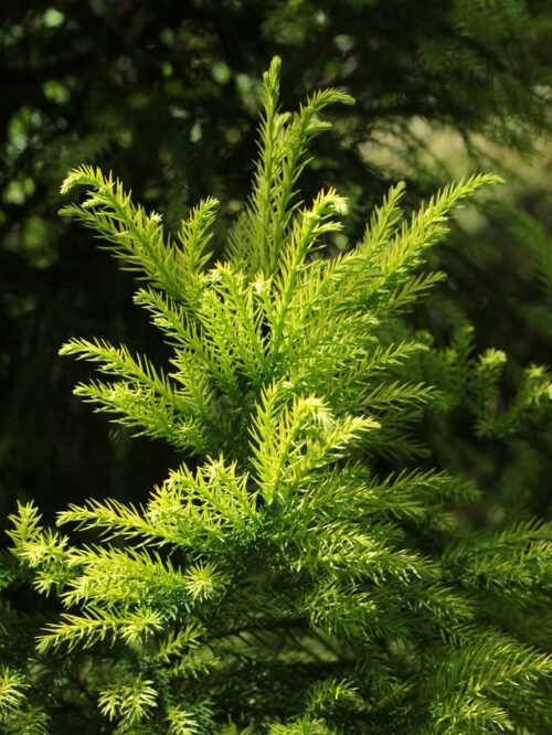 Cryptomeria jap. 'Barabits Gold'60–80 K - Obrázek 1