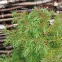 Cryptomeria jap. 'Compacta' 60–80 cm