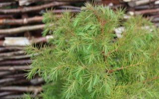 Cryptomeria jap. 'Compacta' 60–80 cm