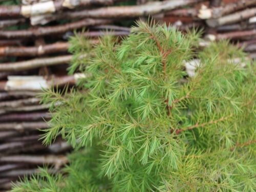 Cryptomeria jap. 'Compacta' 60–80 cm - Obrázek 1