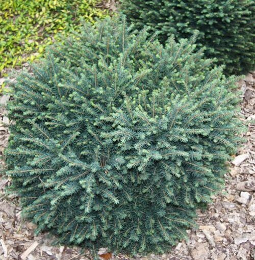 Picea omorika 'Karel', 30–35 cm - Obrázek 1