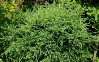 Larix decidua 'Körnik'-90KM