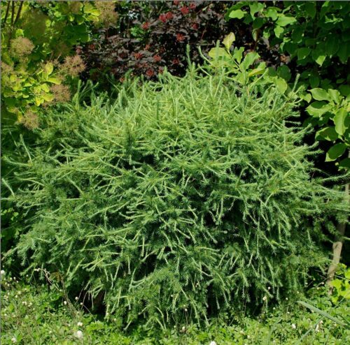 Larix decidua 'Körnik'-90KM - Obrázek 1