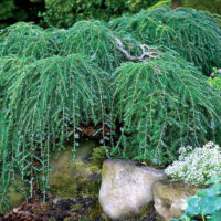 Tsuga canadensis 'Cole',20–30 cm, vyvazovaný