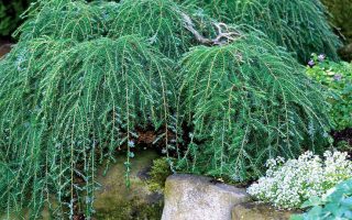 Tsuga canadensis 'Cole',20–30 cm, vyvazovaný