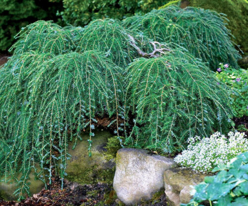 Tsuga canadensis 'Cole',20–30 cm, vyvazovaný - Obrázek 1
