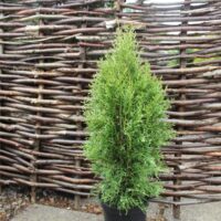 Thuja occidentalis 'Smaragd White', 20–30 cm