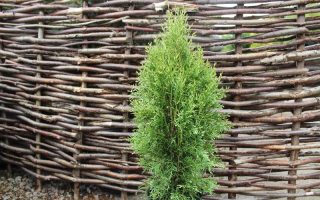 Thuja occidentalis 'Smaragd White', 20–30 cm