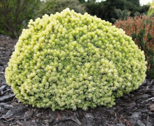 Picea glauca 'Jalako Gold', 10–15 cm - Obrázek 1