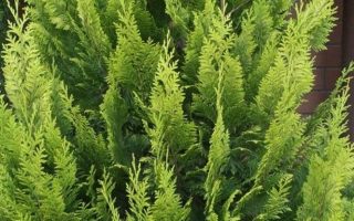 Chamaecyparis l. 'Alumii' 40–60 cm