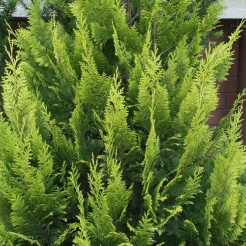 Chamaecyparis l. 'Alumii' 40–60 cm - Obrázek 1