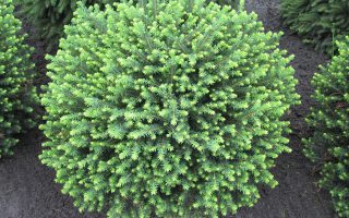 Picea omorika 'Karel', 20–30 cm