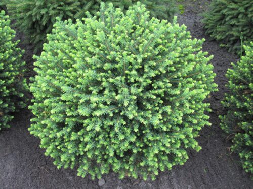 Picea omorika 'Karel', 20–30 cm - Obrázek 1