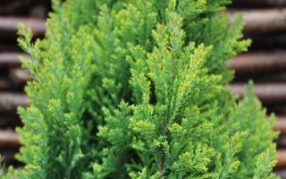 Chamaecyparis l. 'Ellwood´s Gold'