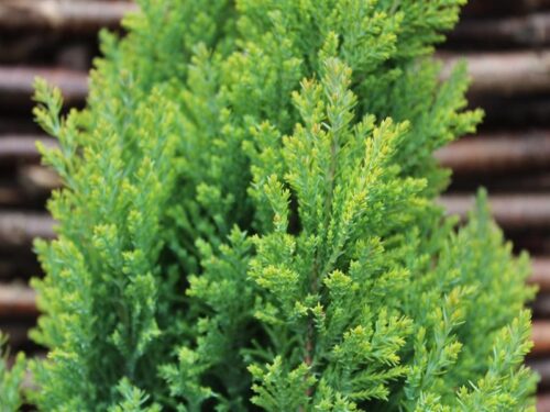Chamaecyparis l. 'Ellwood´s Gold' - Obrázek 1