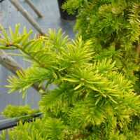 Taxus baccata 'Semperaurea' 20–30 cm