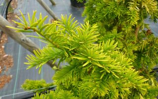 Taxus baccata 'Semperaurea' 20–30 cm