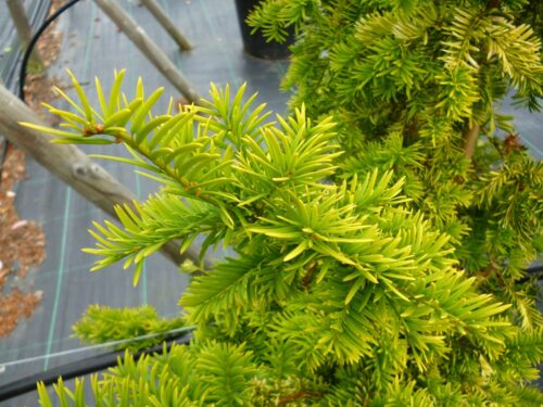 Taxus baccata 'Semperaurea' 20–30 cm - Obrázek 1