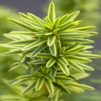 Taxus baccata 'David' 20–30 cm