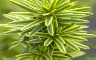 Taxus baccata 'David' 20–30 cm