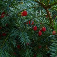 Taxus baccata ´Repandens´ 20–30, K2,5