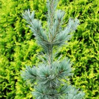 Pinus flexilis 'Firmament' 60–80 cm, výška v dospělosti 10–12m