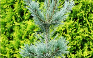 Pinus flexilis 'Firmament' 60–80 cm, výška v dospělosti 10–12m