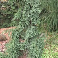 Picea abies 'Rothenhaus'