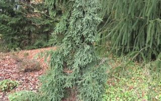 Picea abies 'Rothenhaus'