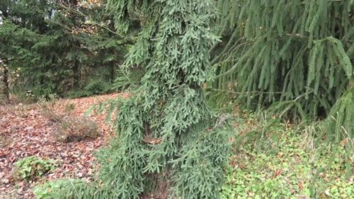 Picea abies 'Rothenhaus' - Obrázek 1