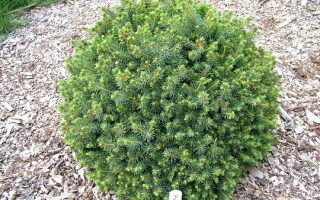Picea sitchensis 'Nana', 40–50 cm