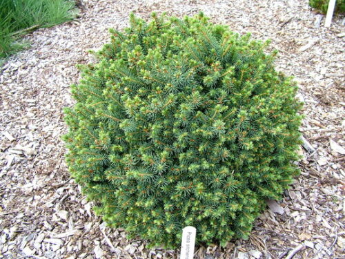 Picea sitchensis 'Nana', 40–50 cm - Obrázek 1