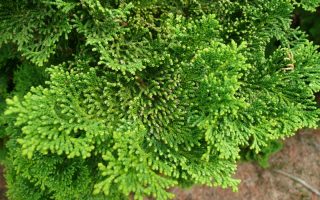 Chamaecyparis obt. 'Karamachiba' 15–20 cm