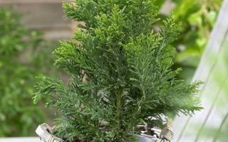 Chamaecyparis obtusa 'Draht'