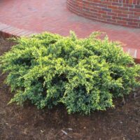 Juniperus squam. 'Dream Joy' 20–30 cm