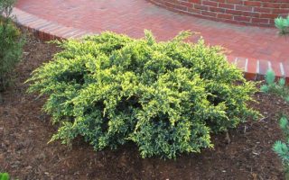 Juniperus squam. 'Dream Joy' 20–30 cm