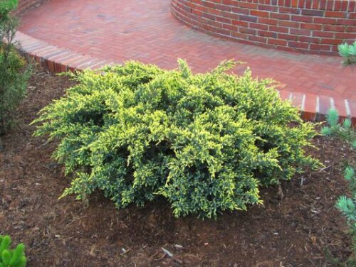 Juniperus squam. 'Dream Joy' 20–30 cm - Obrázek 1