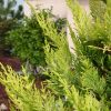 Cupressocyparis leylandii 'Gold Rider' - Kontejner 2,5 l, v. 20-30 cm