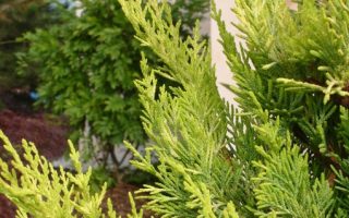 Cupressocyparis leylandii 'Gold Rider'