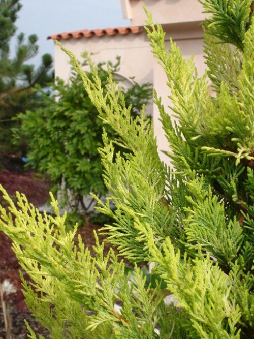 Cupressocyparis leylandii 'Gold Rider' - Obrázek 1