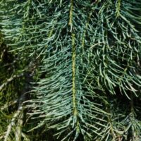 Abies concolor 'Fagerhult' 40–50 cm