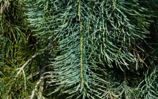 Abies concolor 'Fagerhult' 40–50 cm