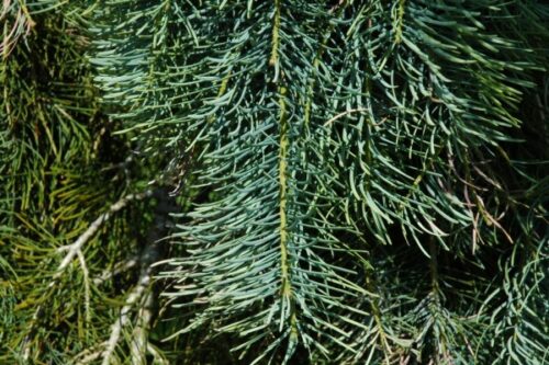 Abies concolor 'Fagerhult' 40–50 cm - Obrázek 1