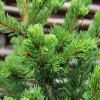 Picea pungens 'Lucky Strike', 40–60 cm