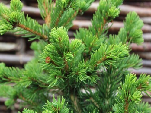 Picea pungens 'Lucky Strike', 40–60 cm - Obrázek 1