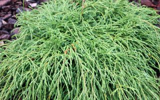 Chamaecyparis pisifera 'Filifera Nana'